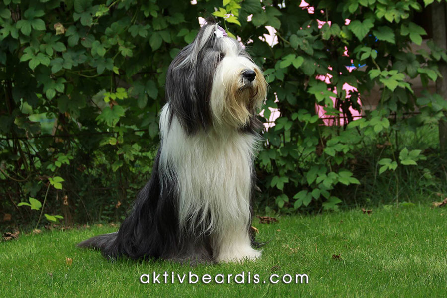 Bearded Collie